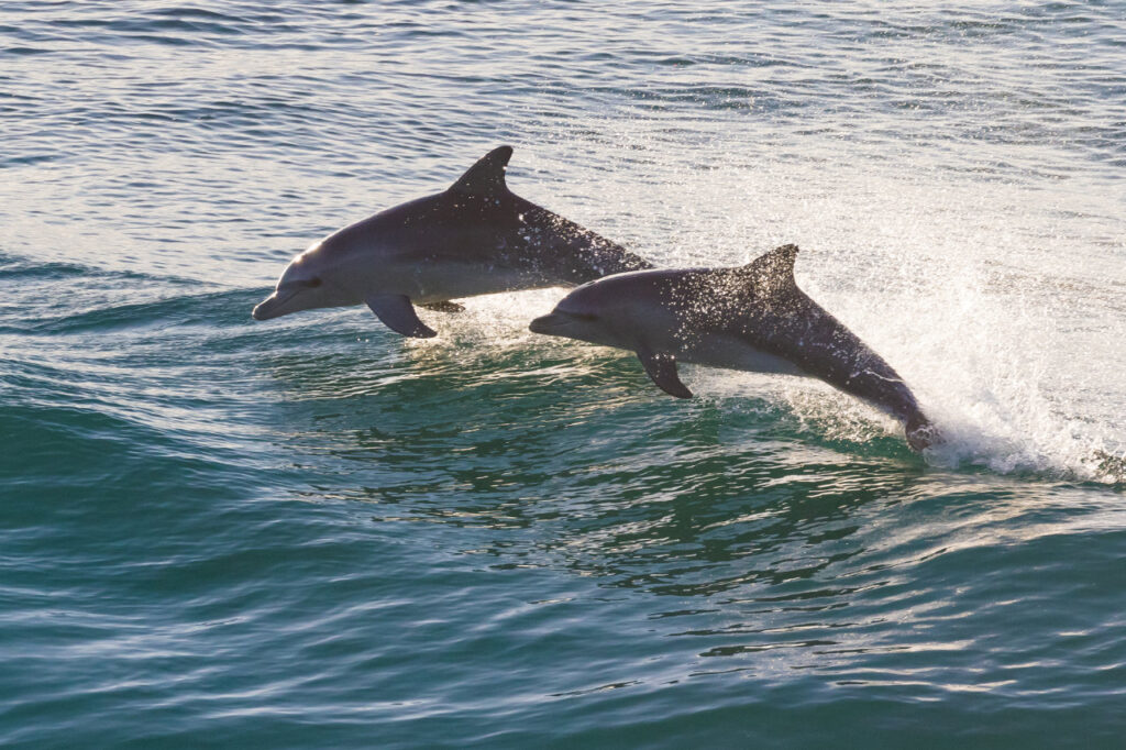A view of two dolphins in the ocean